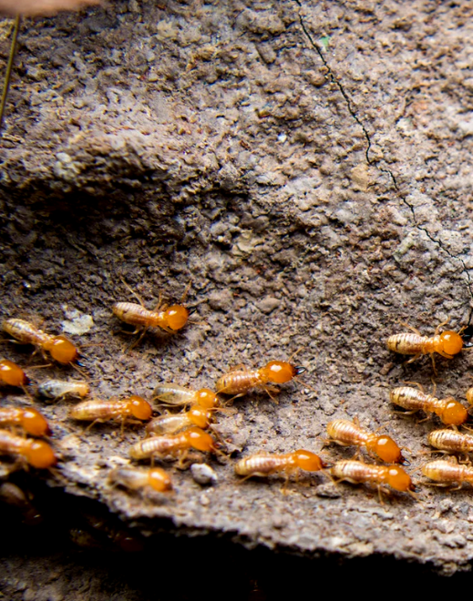 Descupinização profissional