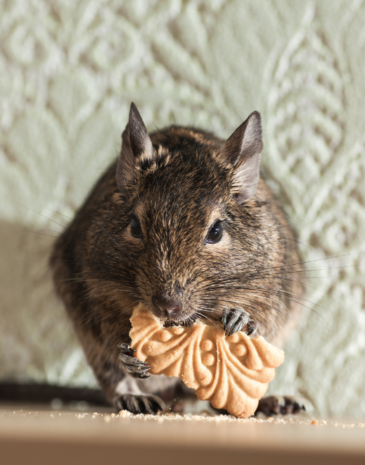 Desratização Profissional